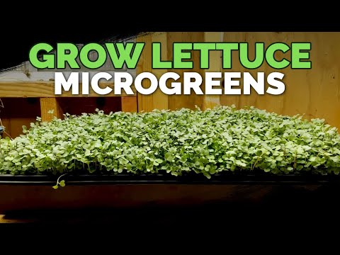 How to Grow Microgreens from Start to Finish COMPLETE GUIDE