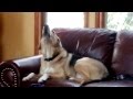 Barney Sings The Blues