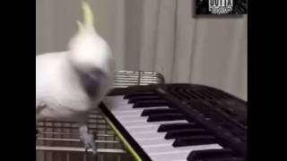 piano bird
