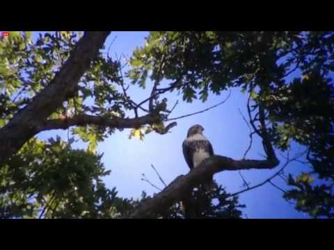 BOGetteCam  'The Chase Is On!  8:53 am   _8.02.13_