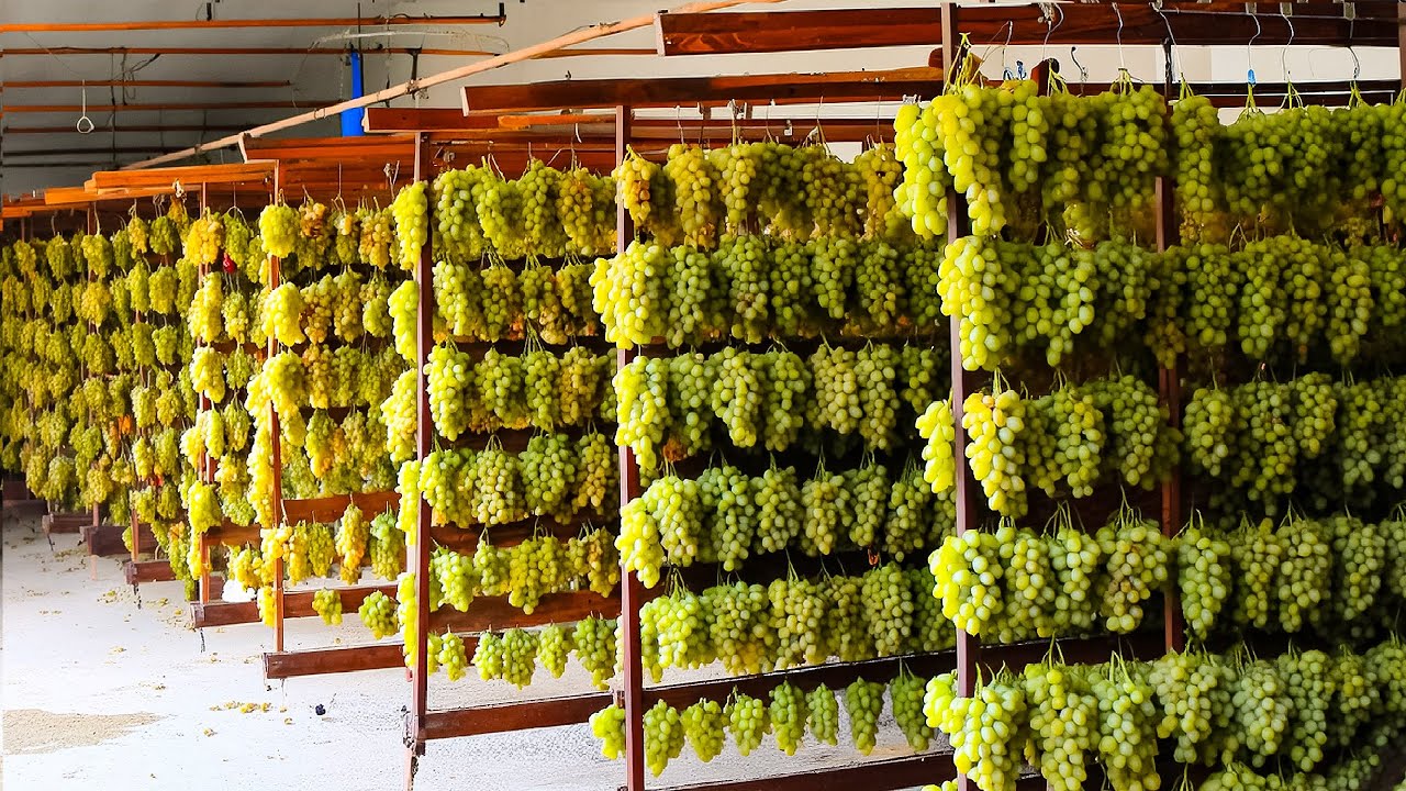 DRIED FRUIT Making Process from Figs, Dates, Grape,Avocado in Factory - Dried Fruit Production 2024