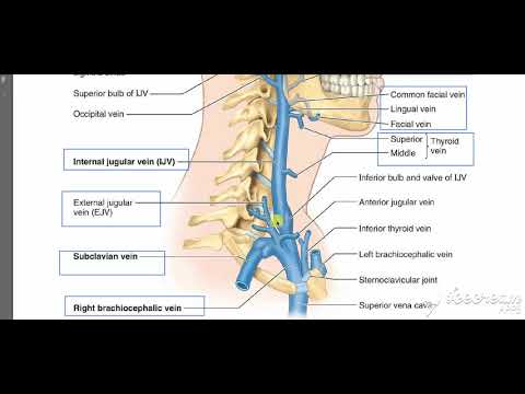 Internal Jugular Vein 2