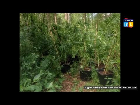 Poszedł na grzyby i znalazł plantację marihuany