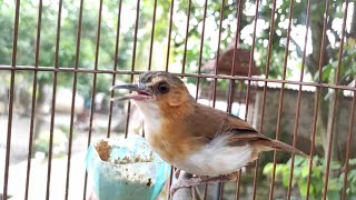 Download lagu Suara burung pelanduk bukit gacor mp3