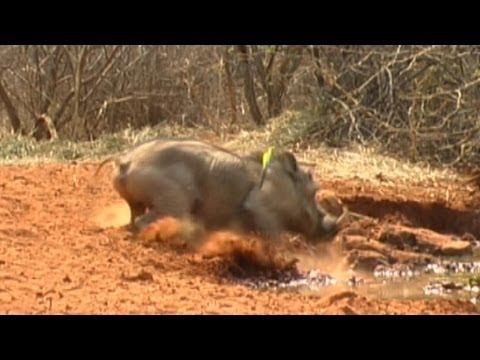 Bow hunting – warthogs and water melons Bow hunting – warthogs and water melons