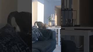 Download lagu The possessed cat is so cute #shorts mp3