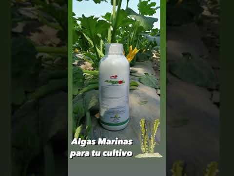 Algas Marinas para tu Cultivo
