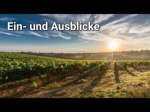 Eigene Weinreben pflanzen / Ein- und Ausblicke im 2. Standjahr im Hobby Weinberg