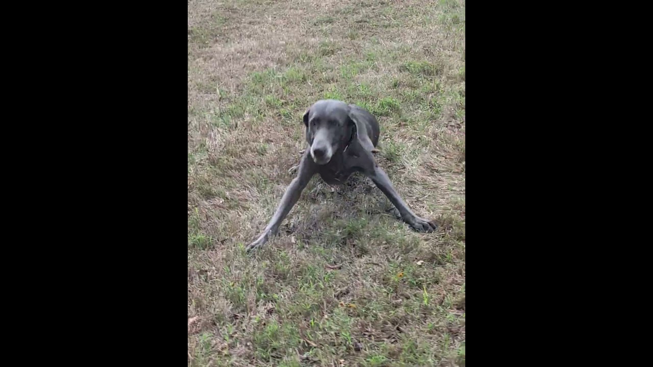 Enlarge Grace, a Adoptable Weimaraner in Arlington, TX video 4/4