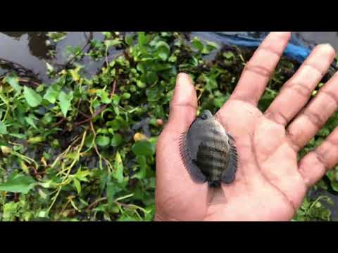 වැවේ 🐟maluu 🐠 @thefishyflex @thefishkingdom. @Danushcooking @Fishfam @MonsterMikeFishing