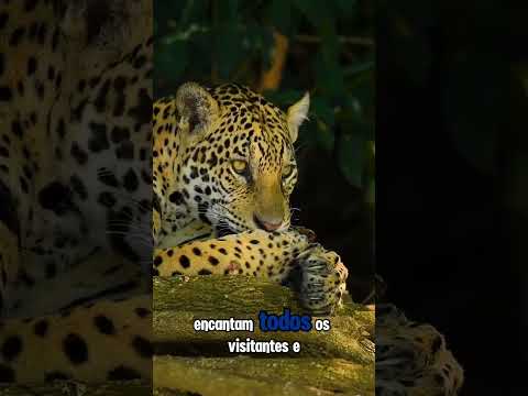 O Mato Grosso é muito mais do que você imagina! 🇧🇷✨​