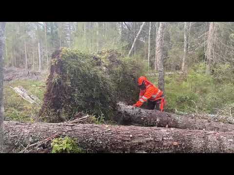 Skogsbruk, huggning, gallring, hemved o vindfällen, logging