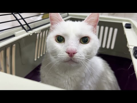 Walter & Santi Health Update - Where did the years go?