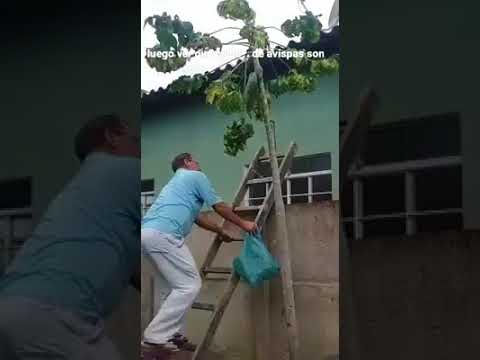 Uova un verme in un giardino Medicina per vermi senza effetti collaterali