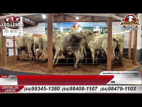 Goiatuba Leilões - Leilão de Gado de Corte em Goiás - 04/11/2025 | Leilão Ao Vivo