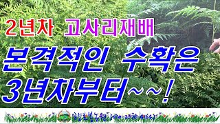 2년차 고사리생육 모습, 2년차 고사리 수확은?