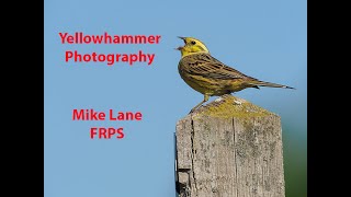 Yellowhammer photography