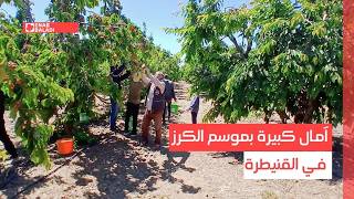 آمال كبيرة بموسم الكرز في القنيطرة
