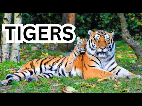 Tigers for Children | Tigers for Kids | Learn All About Tigers