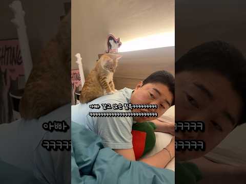 눈치 빠른 신입 고양이