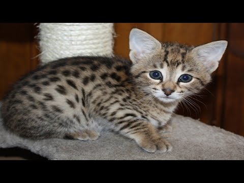 Living with Savannah cat - Part 2
