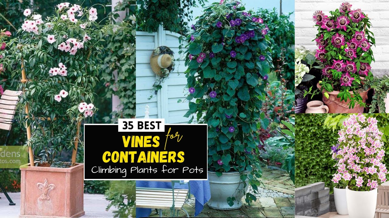 35 Best Vines for Containers | Climbing Plants for Pots