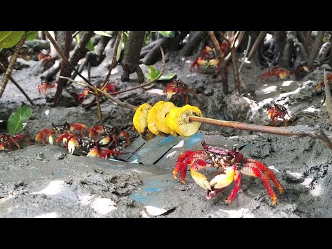 PEGUE MUITO ARATU: FAÇA DESSE JEITO!