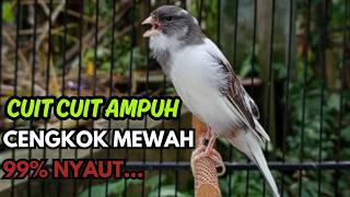 Download lagu KENARI GACOR Cuit CUIT BIRAHI SUARA Kenari MASTERAN TERBAIK UNTUK PANCINGAN & MASTERAN Kenari PAUD mp3 Download lagu KENARI GACOR Cuit CUIT BIRAHI SUARA Kenari MASTERAN TERBAIK UNTUK PANCINGAN & MASTERAN Kenari PAUD mp3