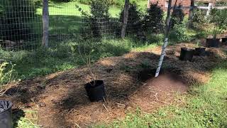 Making a Blueberry and Pecan Tree Patch