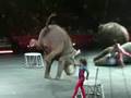 Circus Highlights