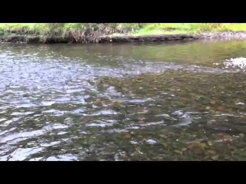 How to Sign Salmon in BSL