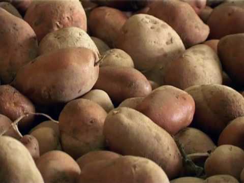 23 01 IZVOZ KROMPIRA