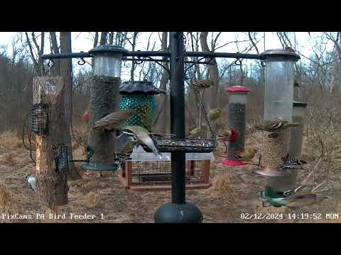 Pine siskins make an appearance on PA Bird Feeder 1  2/12/2024