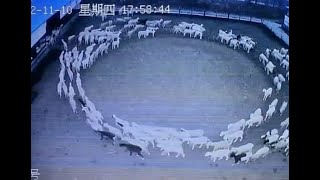 Why Are Large Groups of Animals, Insects And Birds Suddenly Walking In Circles All Over The Globe