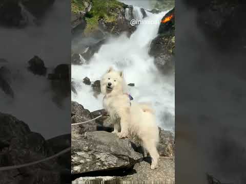 this is perfect | INIMICAL | #thisisperfect #inimical #nature #cutedogs