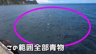 【伊豆大島釣り】終始釣れっぱなし!!!更にナブラ発生で大騒ぎ!!!　後半ちょっと初心者青物釣り講座あり!?