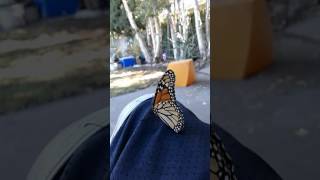 spread your wings and fly, like this beautiful butterfly,this is from me to you be free and fly .