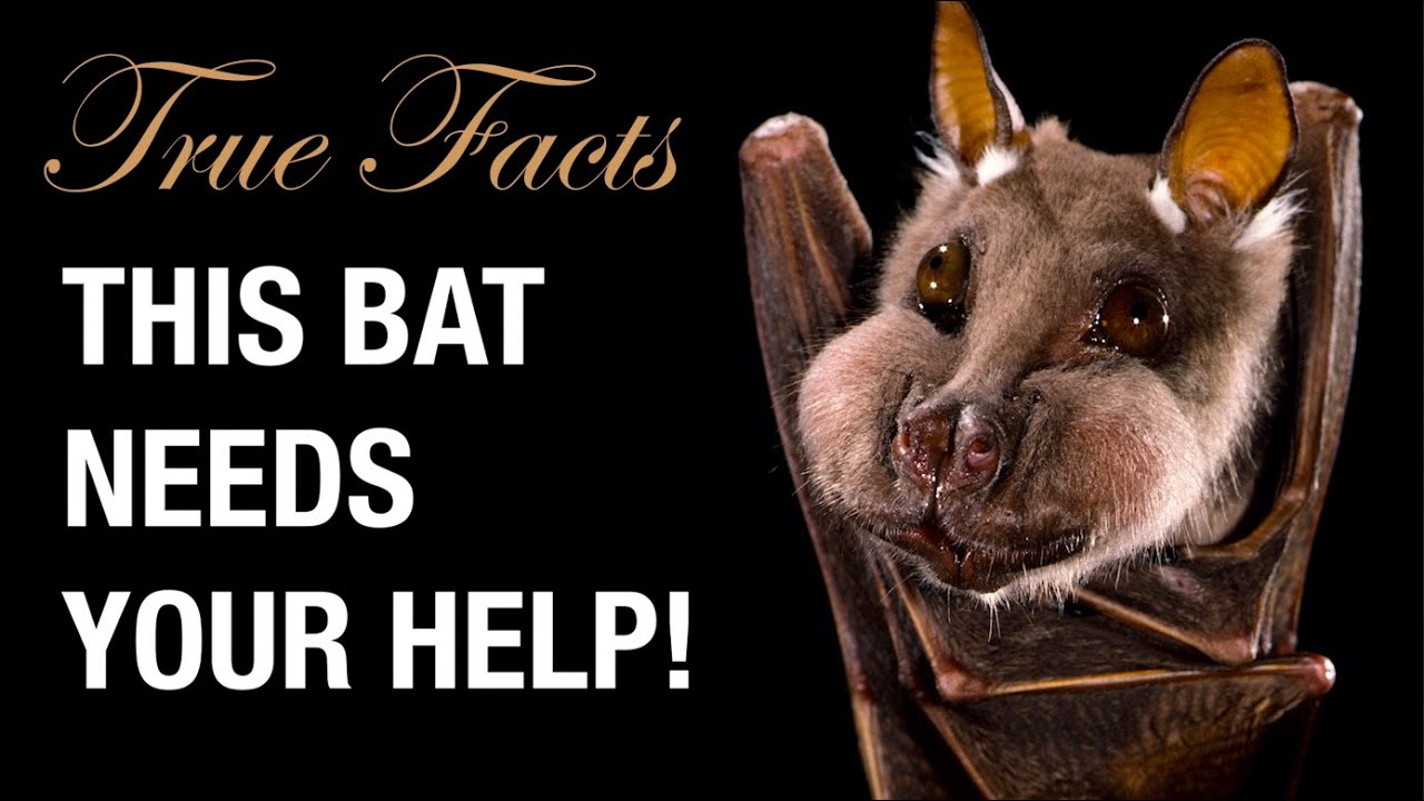 True Facts: Help The Bats!
