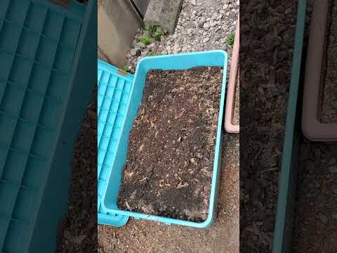 急いで知っておくべき堆肥に入れてはいけない14のこと  庭園