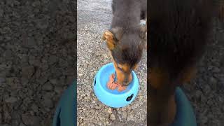A Volunteer Rescues a Stray Puppy