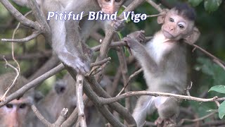 Pitiful adorable wildlife Baby Vigo Playing With Other Friends