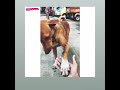 Manja Instrumental Music WhatsApp Status ️ Dog Love Status