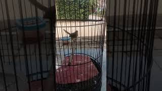 Download lagu cigun macet 3hari langsung gacor mp3