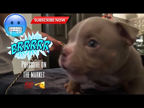 Nano Pup up for grabs 💯🫡