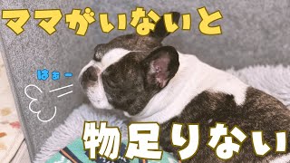 愛犬と二人で頑張りました！😊