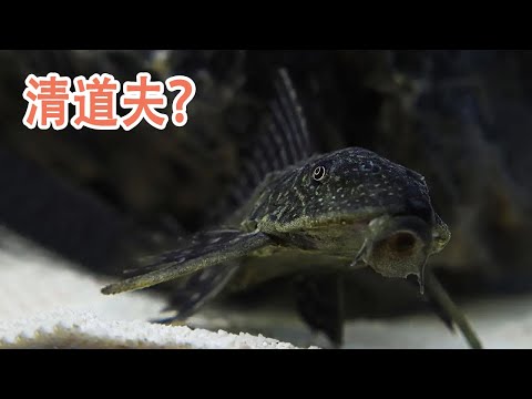 清道夫魚種類