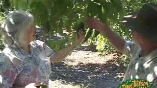 UC Irvine Avocado Collection