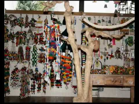 Papegaaienspeciaalzaak Dieca in Horn (L) opening