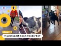 Mayra en Lloyd hebben een populair TikTok-schaap