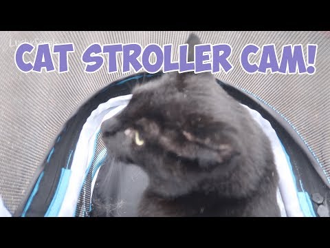 Boo Year 2 # 196 - Cat Stroller Training And A Cat Stroller Cam